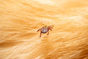 Ticks on dog hair.